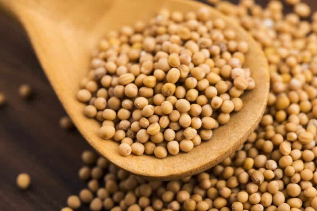 Yellow Mustard Seed