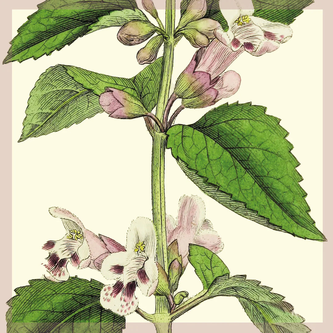 Balm Card