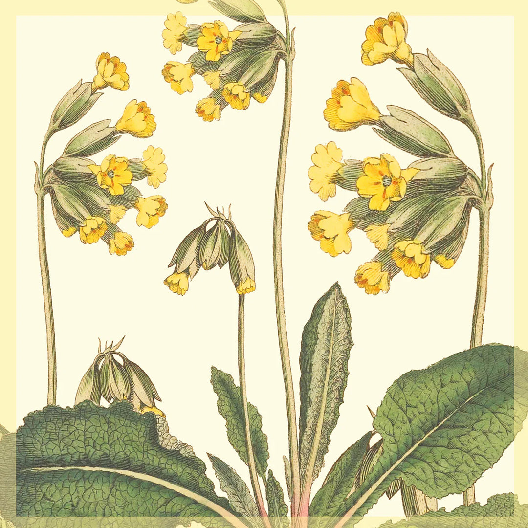 Cowslips Card