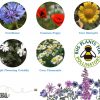 Seedball Annuals Mix Grab Bag